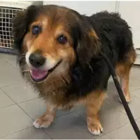 Foto dell\'animale cane - Matr. 2024/0367 - Microchip 380260044998013