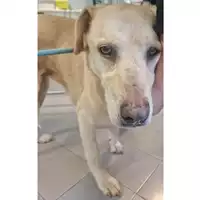 Foto dell\'animale cane - Matr. 2021/2134 - Microchip 380260042425574
