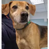 Foto dell\'animale cane - Matr. 2024/0364 - Microchip 380260044998155
