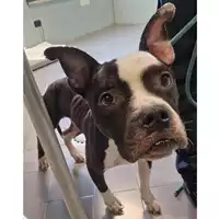 Foto dell\'animale cane - Matr. 2024/0368 - Microchip 380260044998188