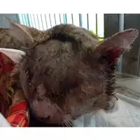 Foto dell\'animale gatto - Matr. 2024/0369 - Microchip 380260044998127