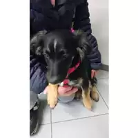 Foto dell\'animale cane - Matr. 2024/0371 - Microchip 380260004850985