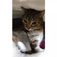 Foto dell\'animale gatto - Matr. 2024/0373 - Microchip 380260044997582