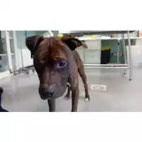 Foto dell\'animale cane - Matr. 2024/0372 - Microchip 380260102124059