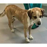 Foto dell\'animale cane - Matr. 2024/0375 - Microchip 380260044998225