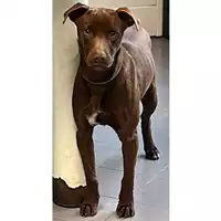Foto dell\'animale cane - Matr. 2024/0376 - Microchip 380260044998455