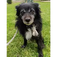 Foto dell\'animale cane - Matr. 2017/0929 - Microchip 981100002140131