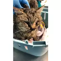 Foto dell\'animale gatto - Matr. 2024/0378 - Microchip 380260044997712