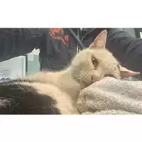 Foto dell\'animale gatto - Matr. 2024/0377 - Microchip 380260044997637
