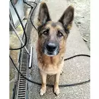 Foto dell\'animale cane - Matr. 2024/0379 - Microchip 380260002003421