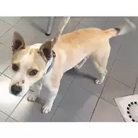 Foto dell\'animale cane - Matr. 2024/0380 - Microchip 380260044997591