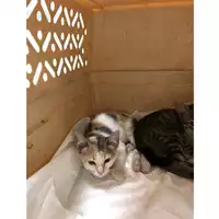 Foto dell\'animale gatto - Matr. 2020/0858 - Microchip 380260043707197