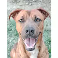 Foto dell\'animale cane - Matr. 2024/0058 - Microchip 380260044732750