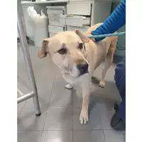 Foto dell\'animale cane - Matr. 2024/0206 - Microchip 380260100559334