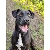 Foto dell\'animale cane - Matr. 2021/1549 - Microchip 380260044476837