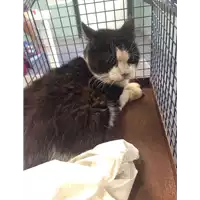 gatto - Matr. 2017/1442 - Microchip 380260043319179