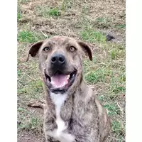 Foto dell\'animale cane - Matr. 2023/1789 - Microchip 380260045013161