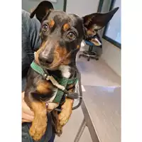 Foto dell\'animale cane - Matr. 2024/0384 - Microchip 380260044998526