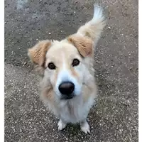 Foto dell\'animale cane - Matr. 2024/0386 - Microchip 380260004919160