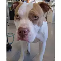 Foto dell\'animale cane - Matr. 2023/2187 - Microchip 941000021729093