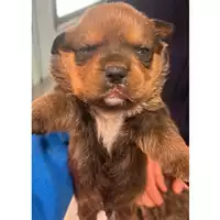 Foto dell\'animale cane - Matr. 2024/0393 - Microchip 380260044997821
