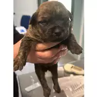 Foto dell\'animale cane - Matr. 2024/0395 - Microchip 380260044997680
