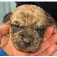 Foto dell\'animale cane - Matr. 2024/0396 - Microchip 380260044998021