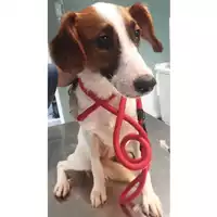 Foto dell\'animale cane - Matr. 2024/0398 - Microchip 380260044997843
