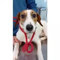 Foto dell\'animale cane - Matr. 2024/0399 - Microchip 380260044998080
