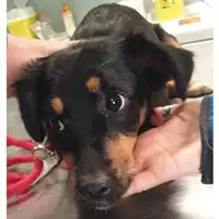 Foto dell\'animale cane - Matr. 2024/0400 - Microchip 380260044998223