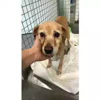 Foto dell\'animale cane - Matr. 2024/0404 - Microchip 380260002397071