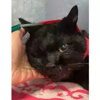Foto dell\'animale gatto - Matr. 2024/0409 - Microchip 380260044997933