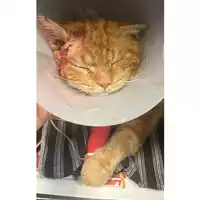 Foto dell\'animale gatto - Matr. 2024/0413 - Microchip 380260044998038