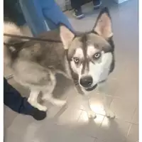 Foto dell\'animale cane - Matr. 2024/0414 - Microchip 380260044997644