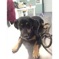 Foto dell\'animale cane - Matr. 2017/1444 - Microchip 380260043310011