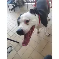 Foto dell\'animale cane - Matr. 2024/0417 - Microchip 380260042906430