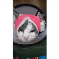 Foto dell\'animale gatto - Matr. 2024/0418 - Microchip 380260044997827
