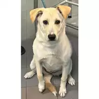 Foto dell\'animale cane - Matr. 2024/0420 - Microchip 380260102240225