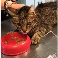 Foto dell\'animale gatto - Matr. 2024/0424 - Microchip 380260044997682