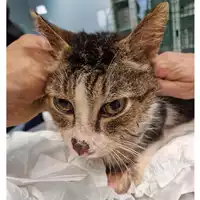 Foto dell\'animale gatto - Matr. 2024/0419 - Microchip 380260044998055