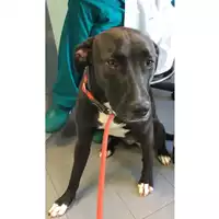 Foto dell\'animale cane - Matr. 2024/0423 - Microchip 380260045016297