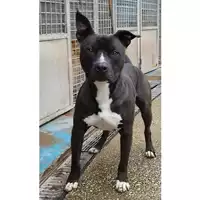 Foto dell\'animale cane - Matr. 2024/0135 - Microchip 380260102480396