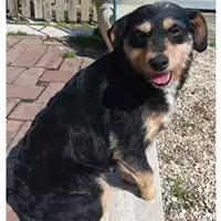 Foto dell\'animale cane - Matr. 2024/0427 - Microchip 380260044997602