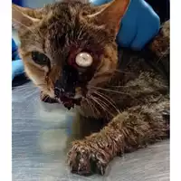 Foto dell\'animale gatto - Matr. 2024/0278 - Microchip 380260044998205