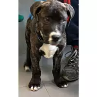 Foto dell\'animale cane - Matr. 2024/0429 - Microchip 380260044998392