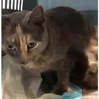 Foto dell\'animale gatto - Matr. 2024/0430 - Microchip 380260044997742