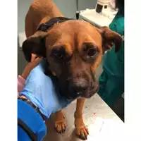 Foto dell\'animale cane - Matr. 2024/0432 - Microchip 380260044111583