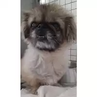 Foto dell\'animale cane - Matr. 2024/0434 - Microchip 939000010112277