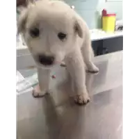 Foto dell\'animale cane - Matr. 2017/1438 - Microchip 380260043309940