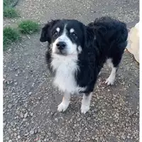 Foto dell\'animale cane - Matr. 2023/2034 - Microchip 380260045071529